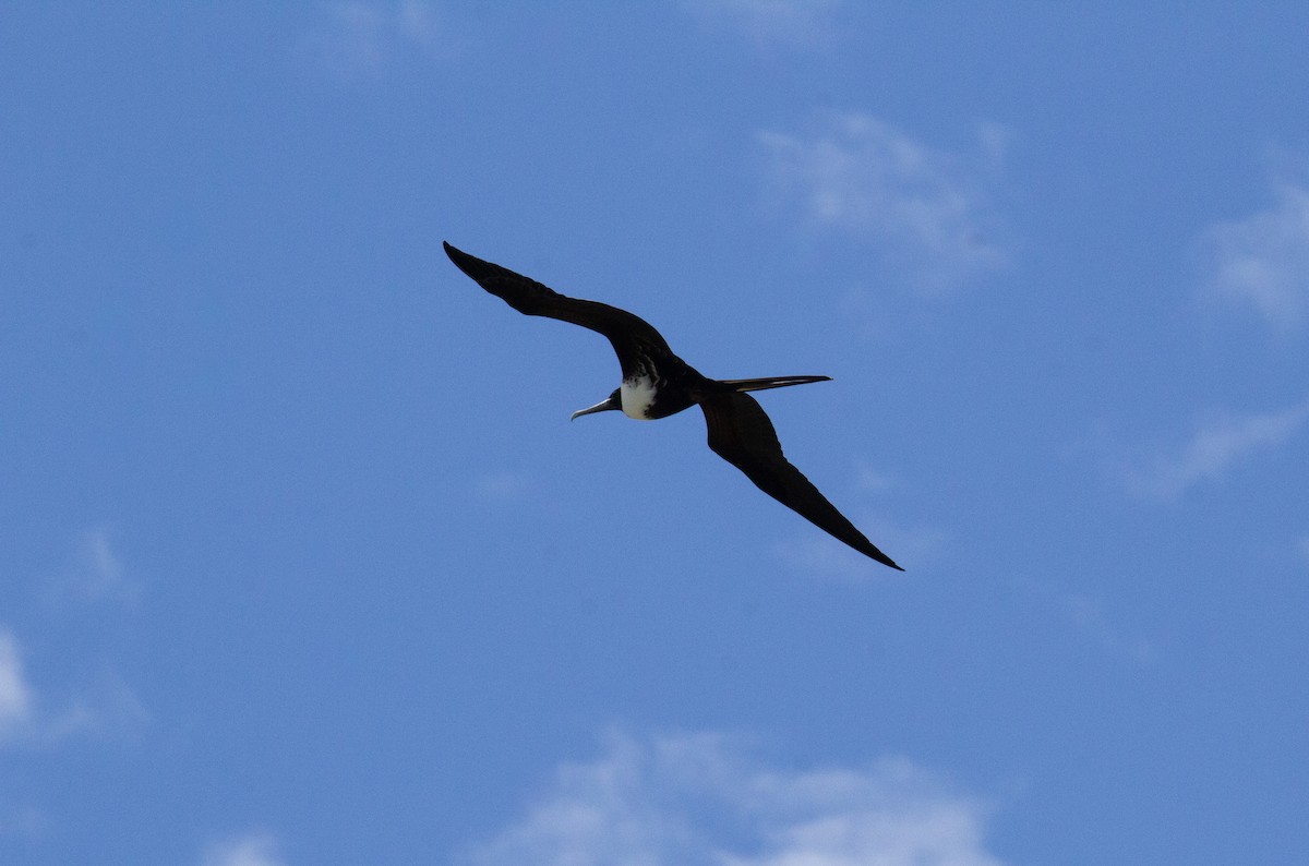Magnificent Frigatebird - ML638421692