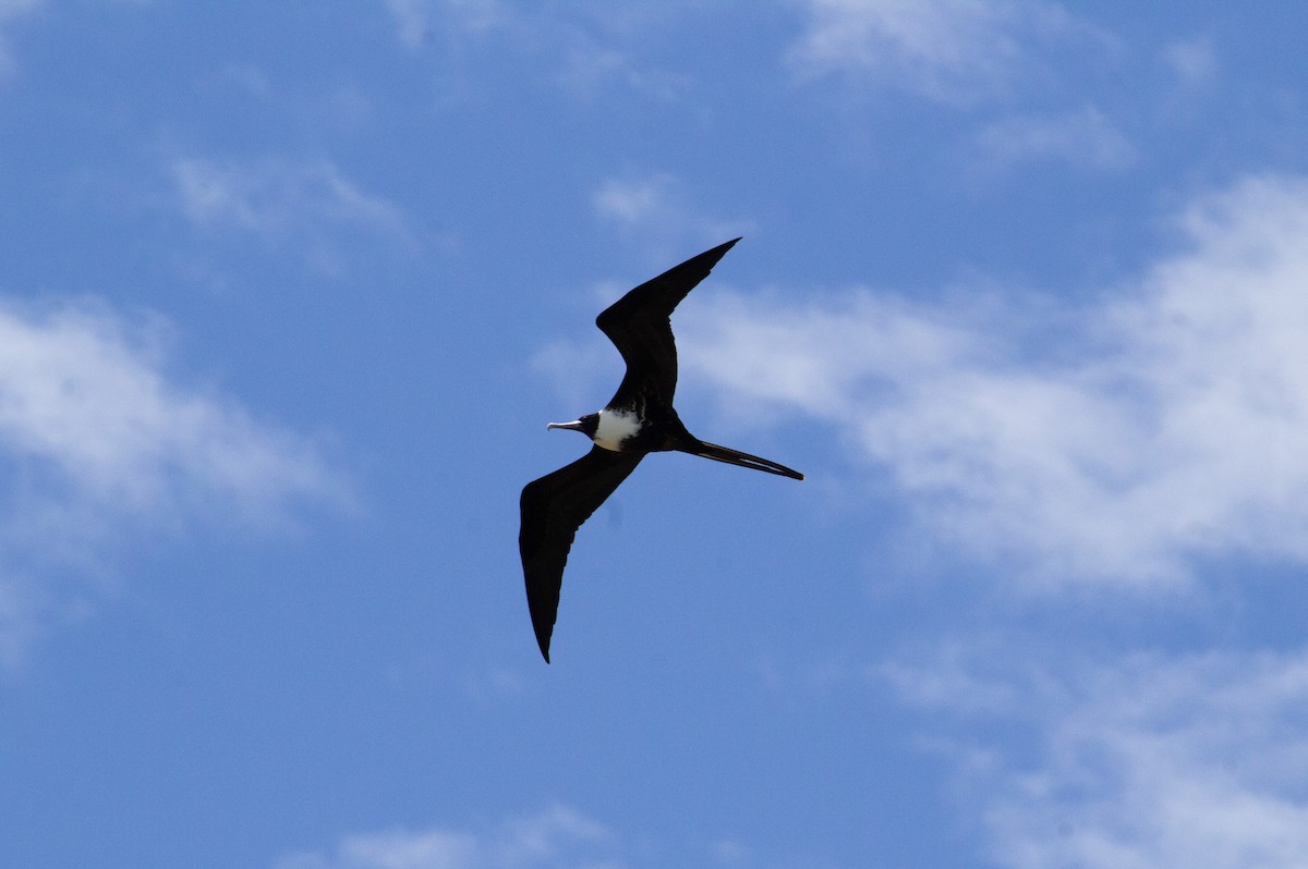 Magnificent Frigatebird - ML638421693