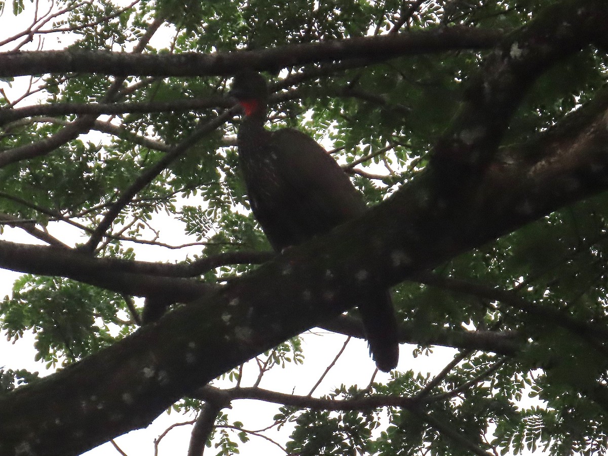 Crested Guan - ML638421708
