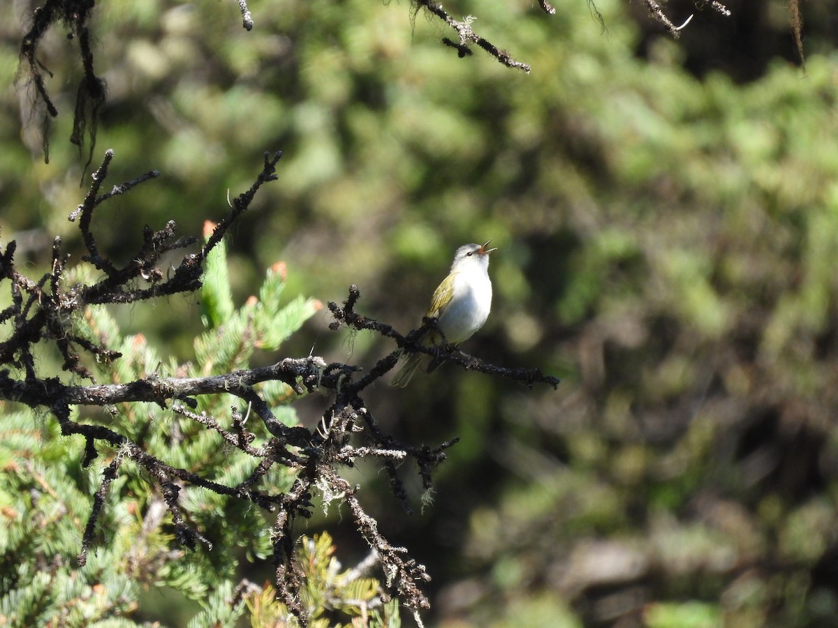 Tennessee Warbler - ML638421722