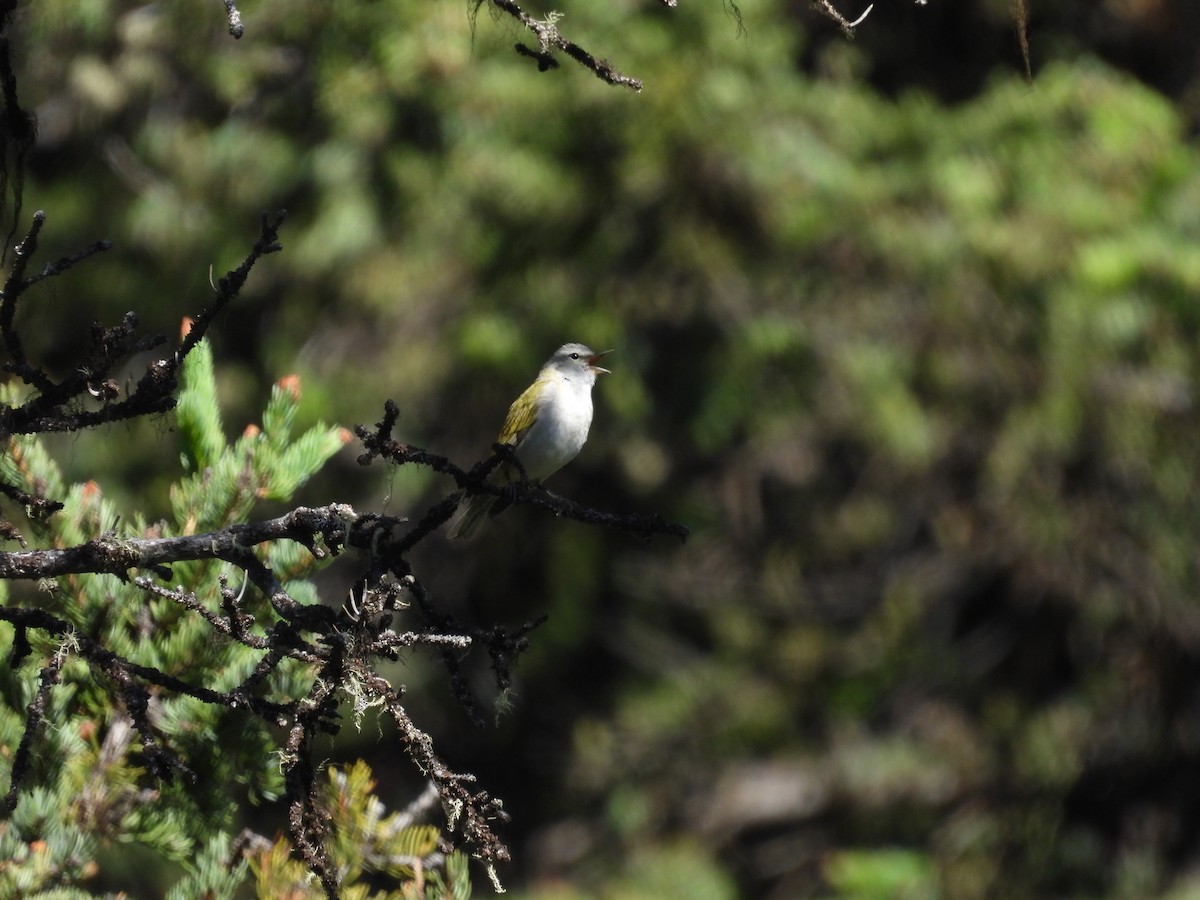Tennessee Warbler - ML638421723