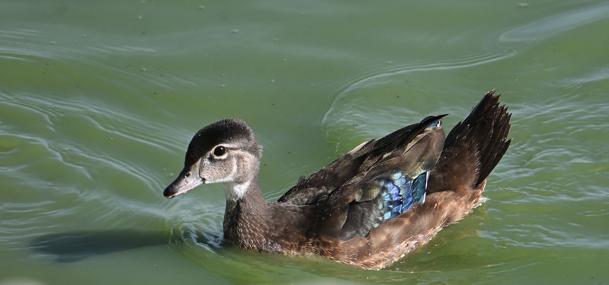 Wood Duck - ML638421725