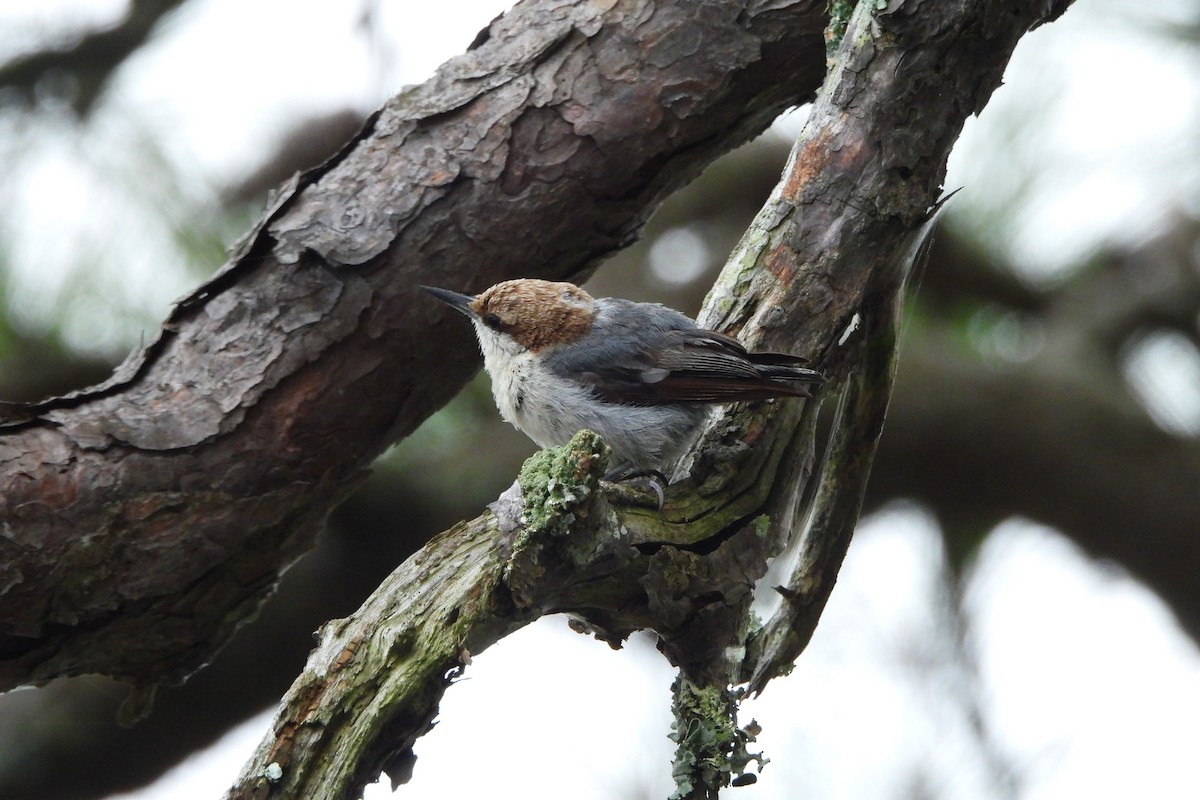 Brown-headed Nuthatch - ML638421747