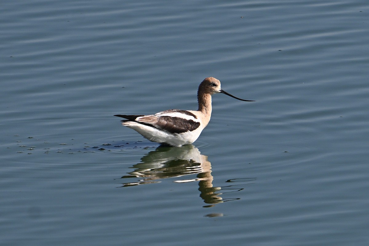 American Avocet - ML638421748