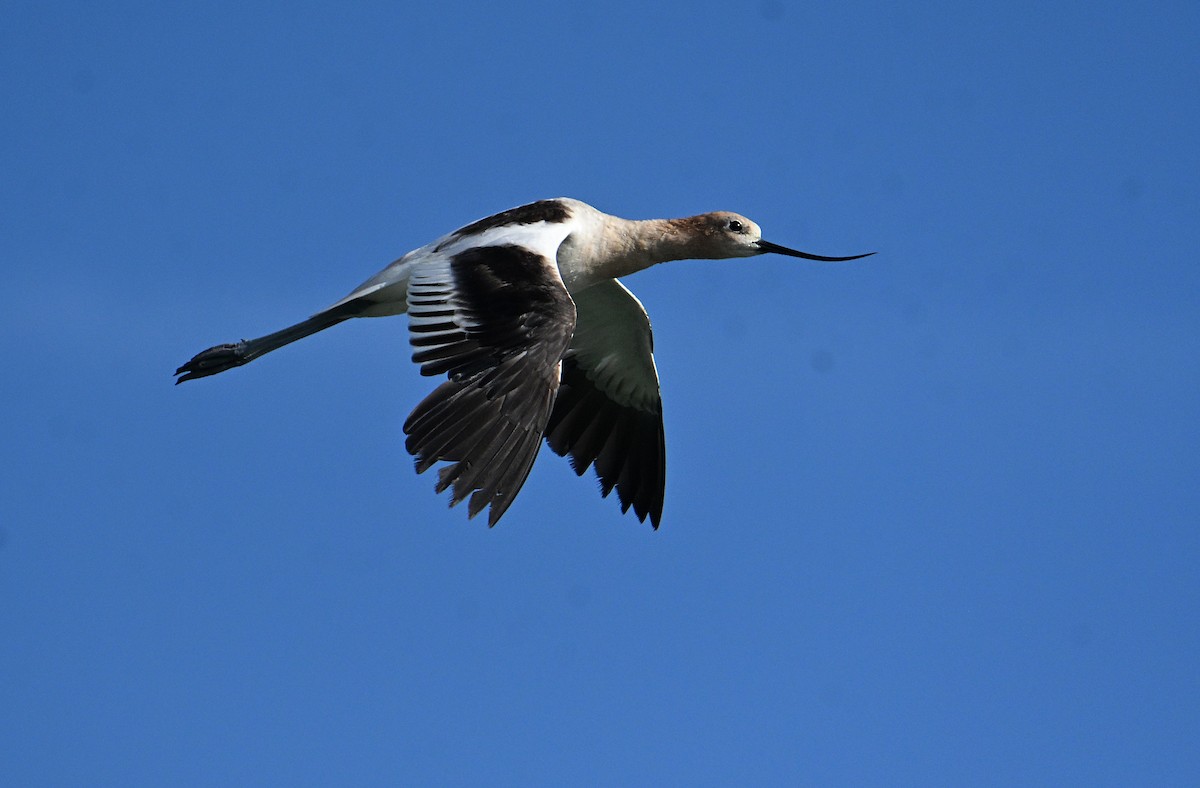 American Avocet - ML638421750
