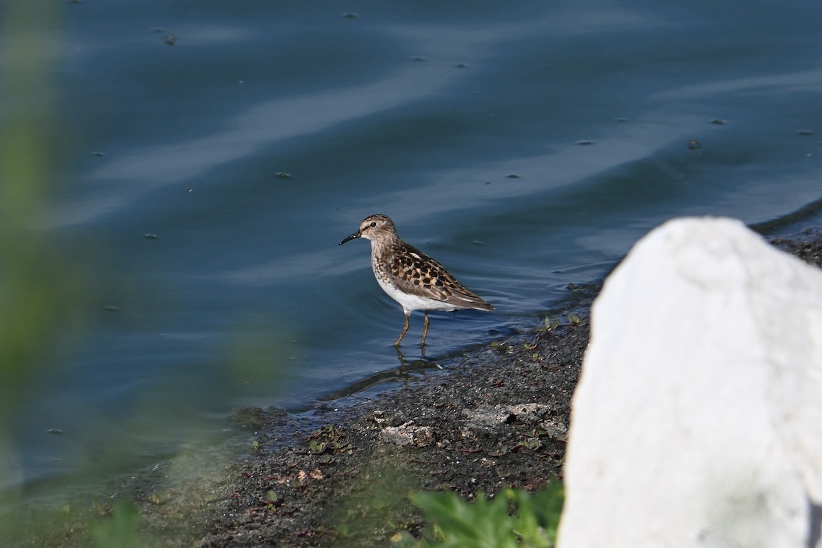 Least Sandpiper - ML638421770