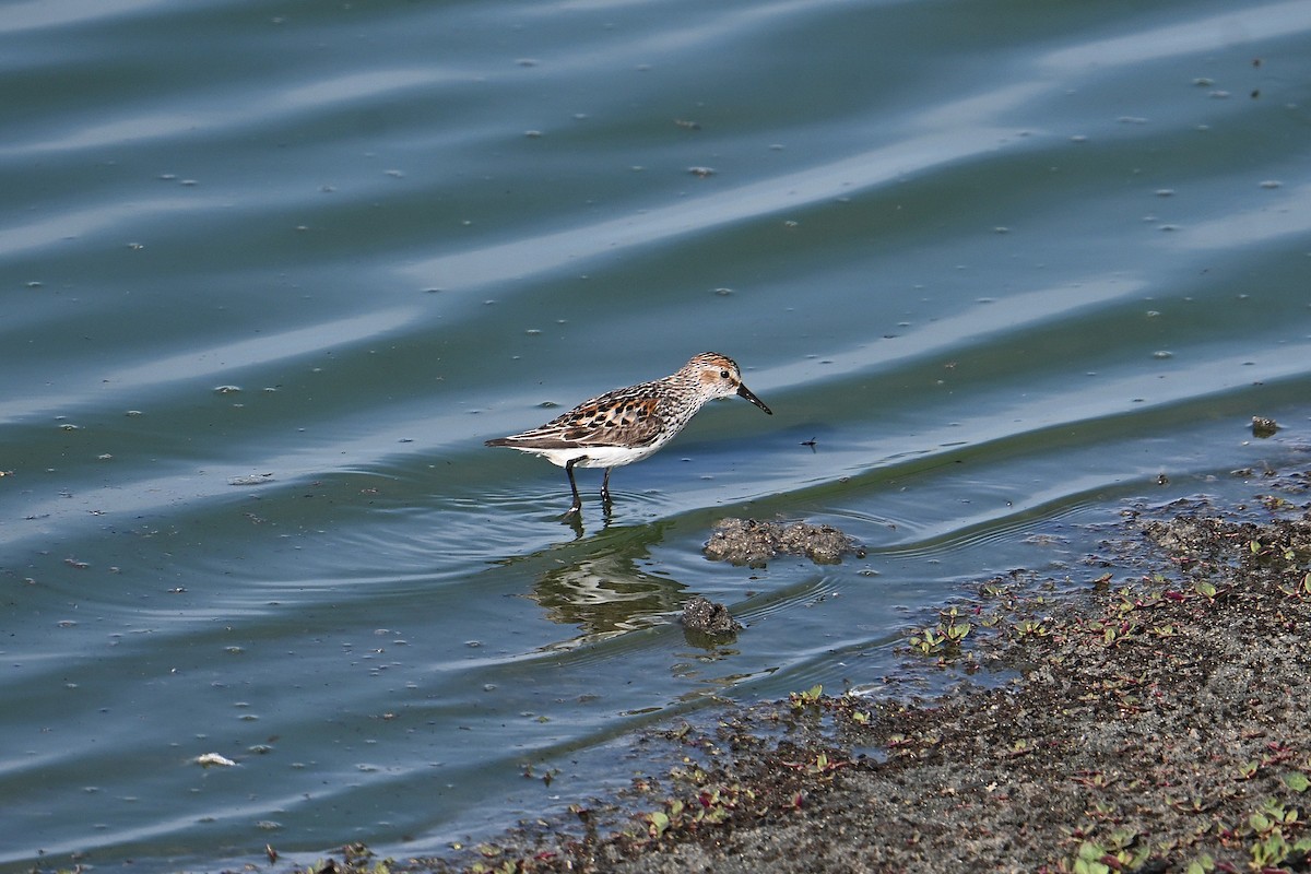 Western Sandpiper - ML638421772