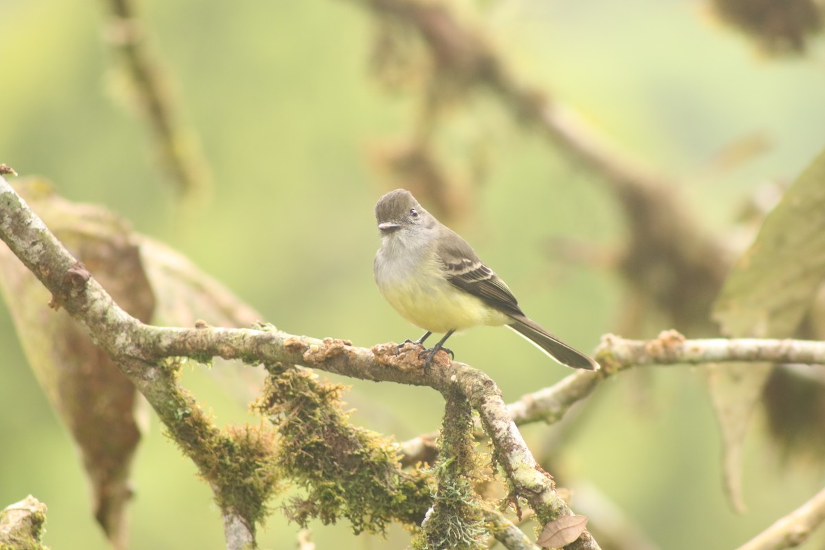 Pale-edged Flycatcher - ML638421773