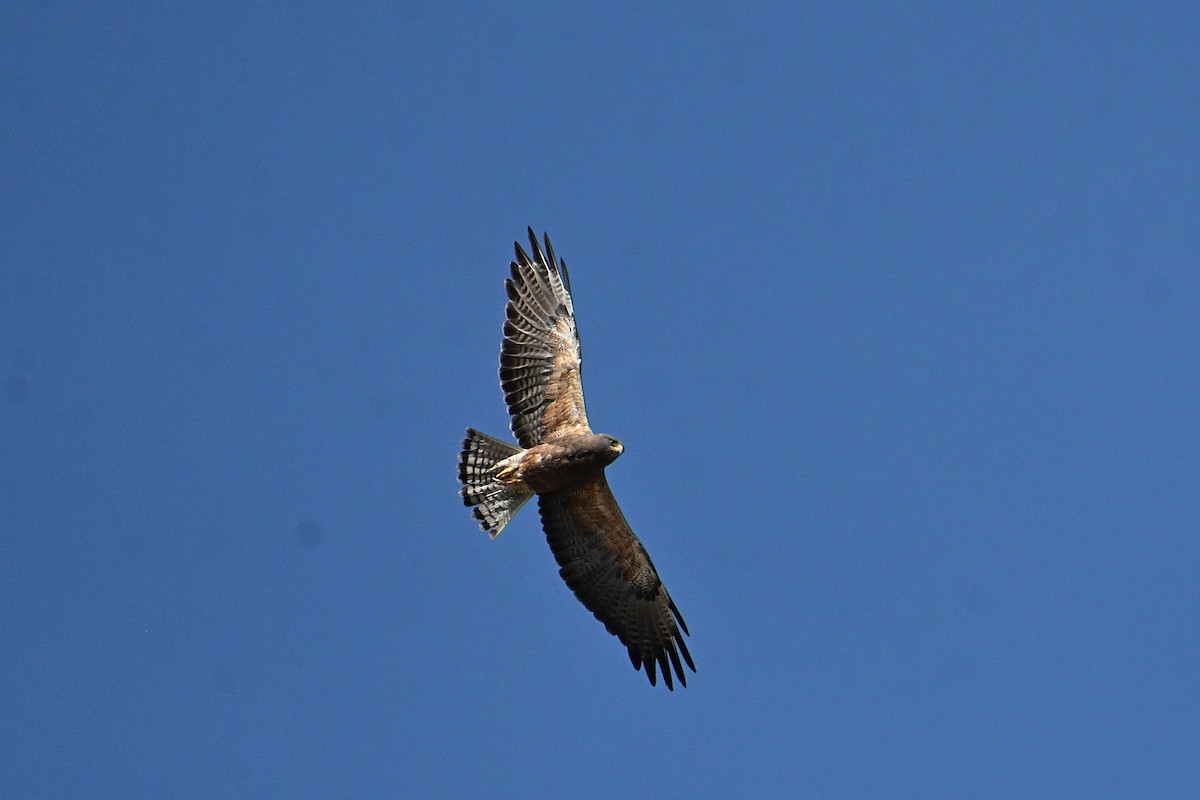 Swainson's Hawk - ML638421780