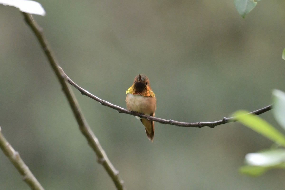 Rufous Hummingbird - ML638421786