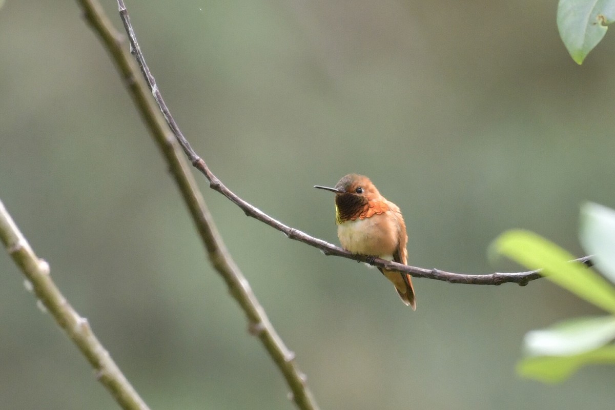 Rufous Hummingbird - ML638421787