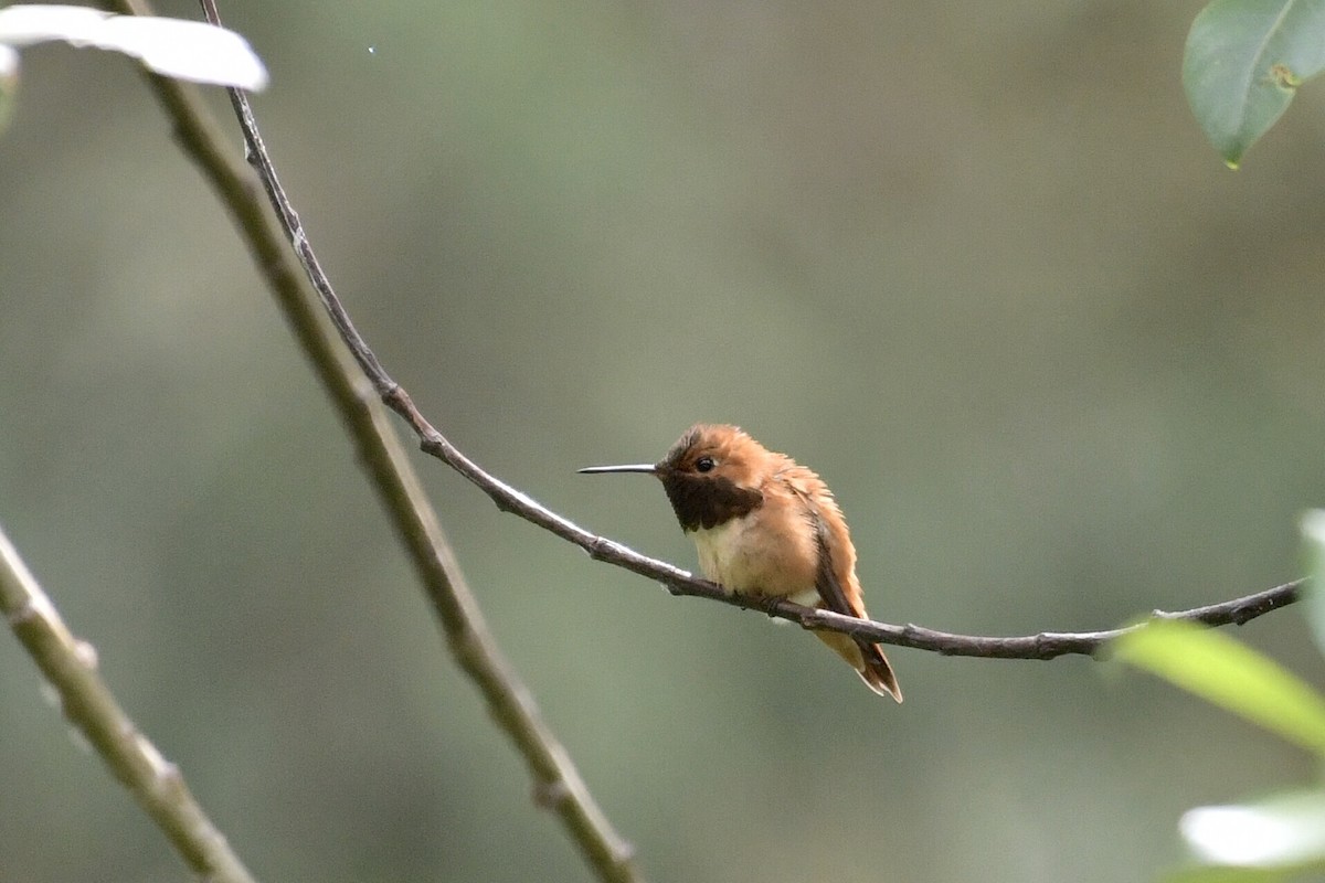 Rufous Hummingbird - ML638421788