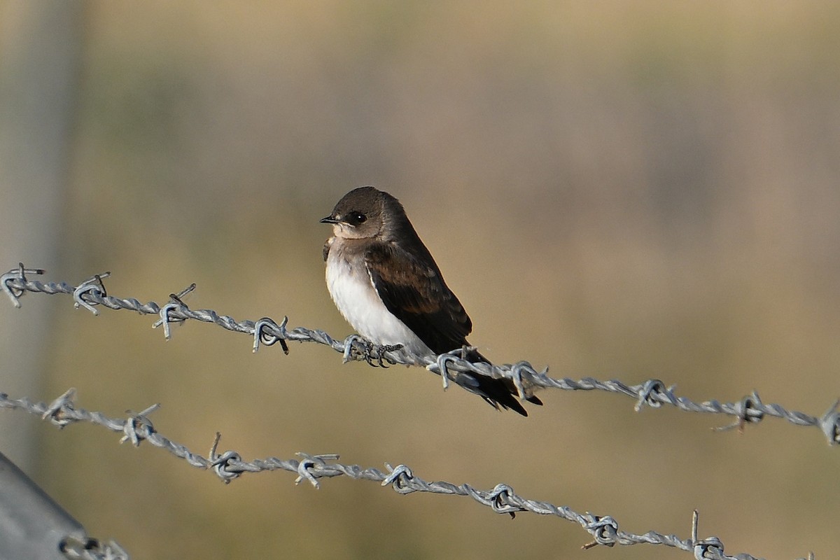 Northern Rough-winged Swallow - ML638421789