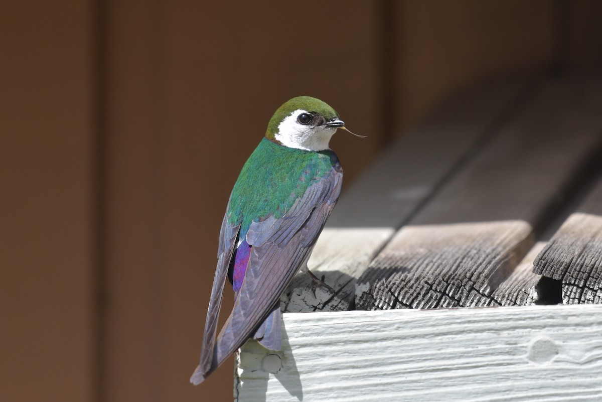 Violet-green Swallow - ML638421793