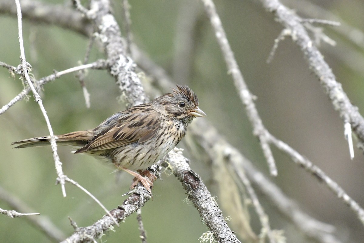 Lincoln's Sparrow - ML638421800