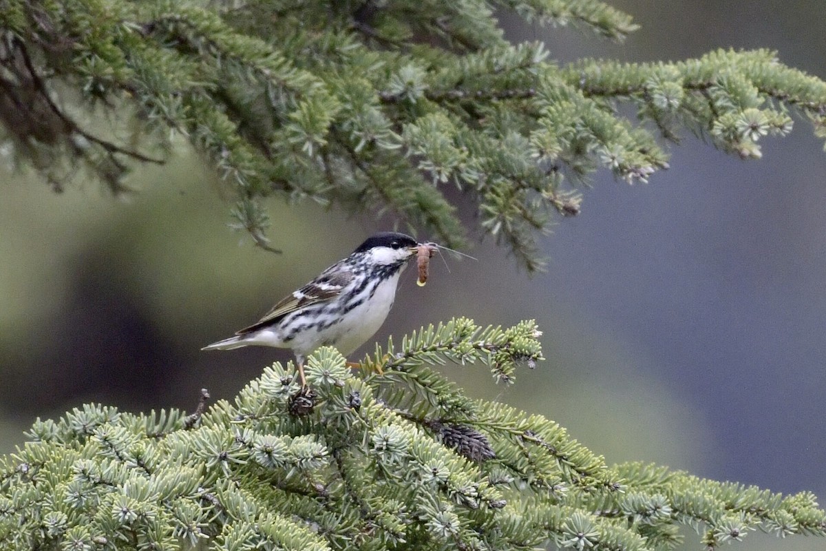 Blackpoll Warbler - ML638421814