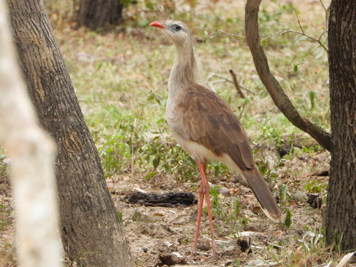 Red-legged Seriema - ML638421816