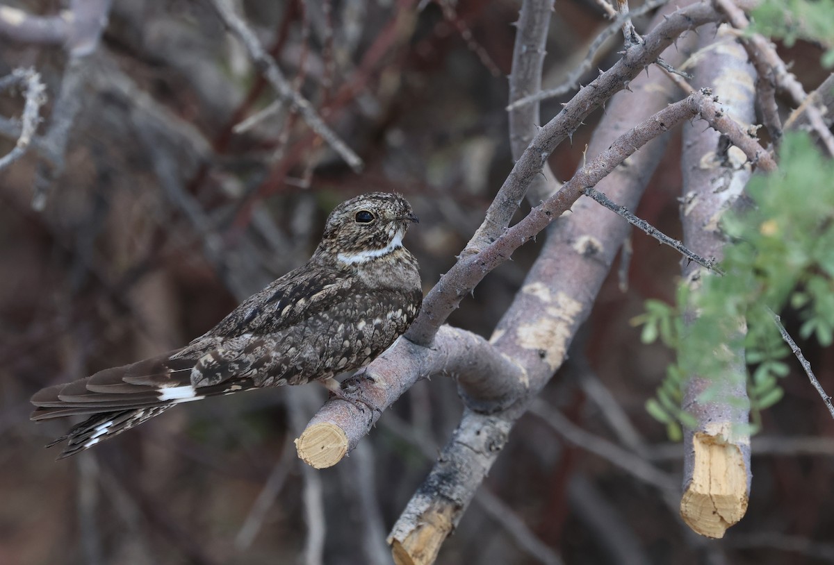 Lesser Nighthawk - ML638421819