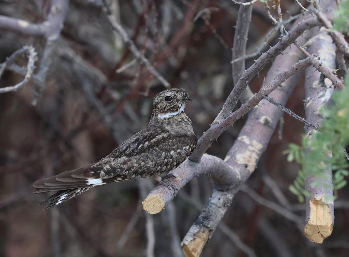 Lesser Nighthawk - ML638421820