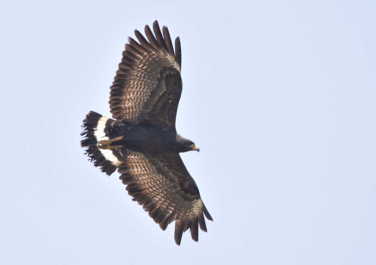 Common Black Hawk - ML638421821