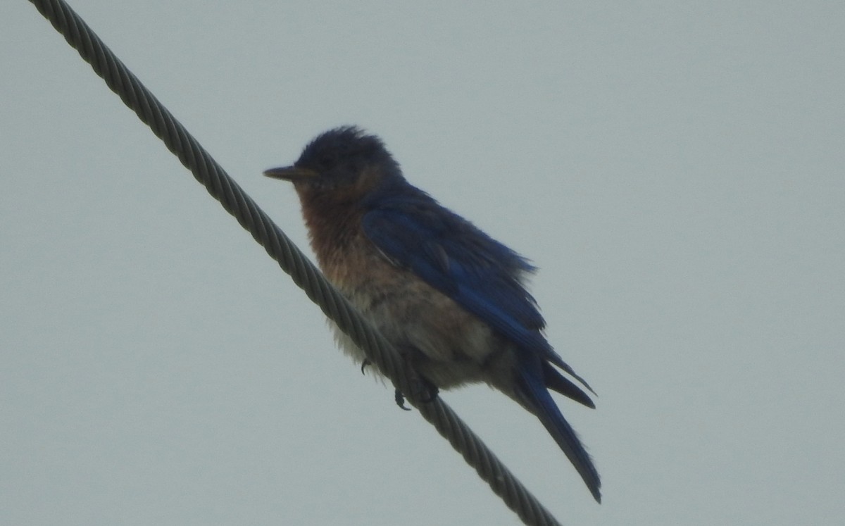 Eastern Bluebird - ML638421823