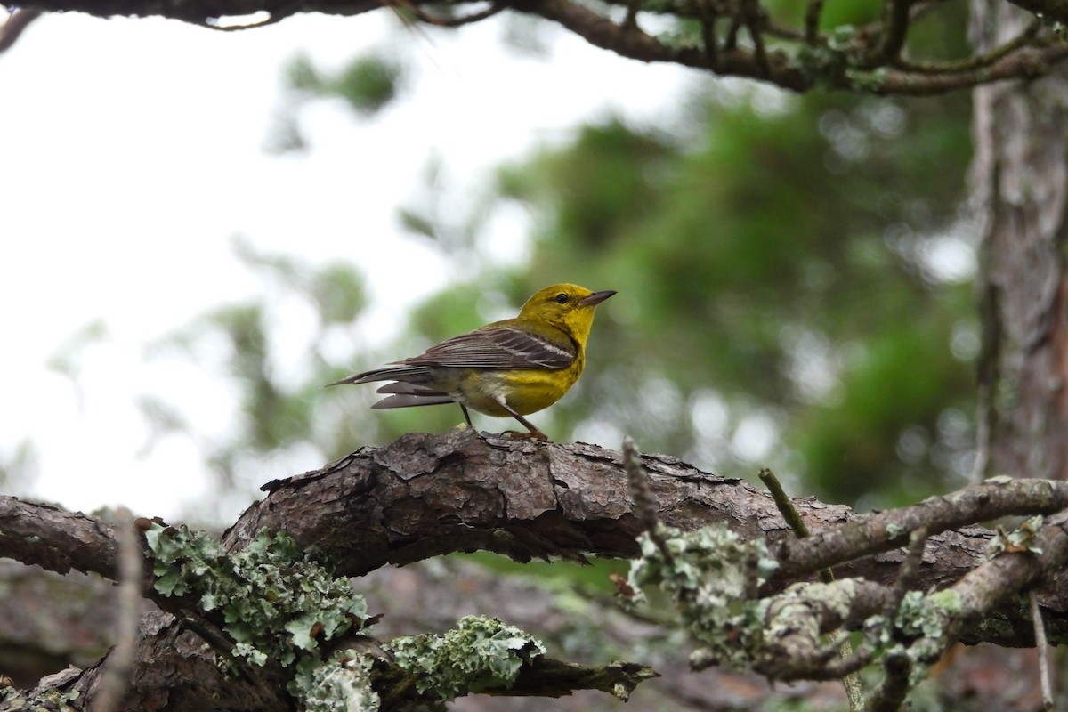 Pine Warbler - ML638421824
