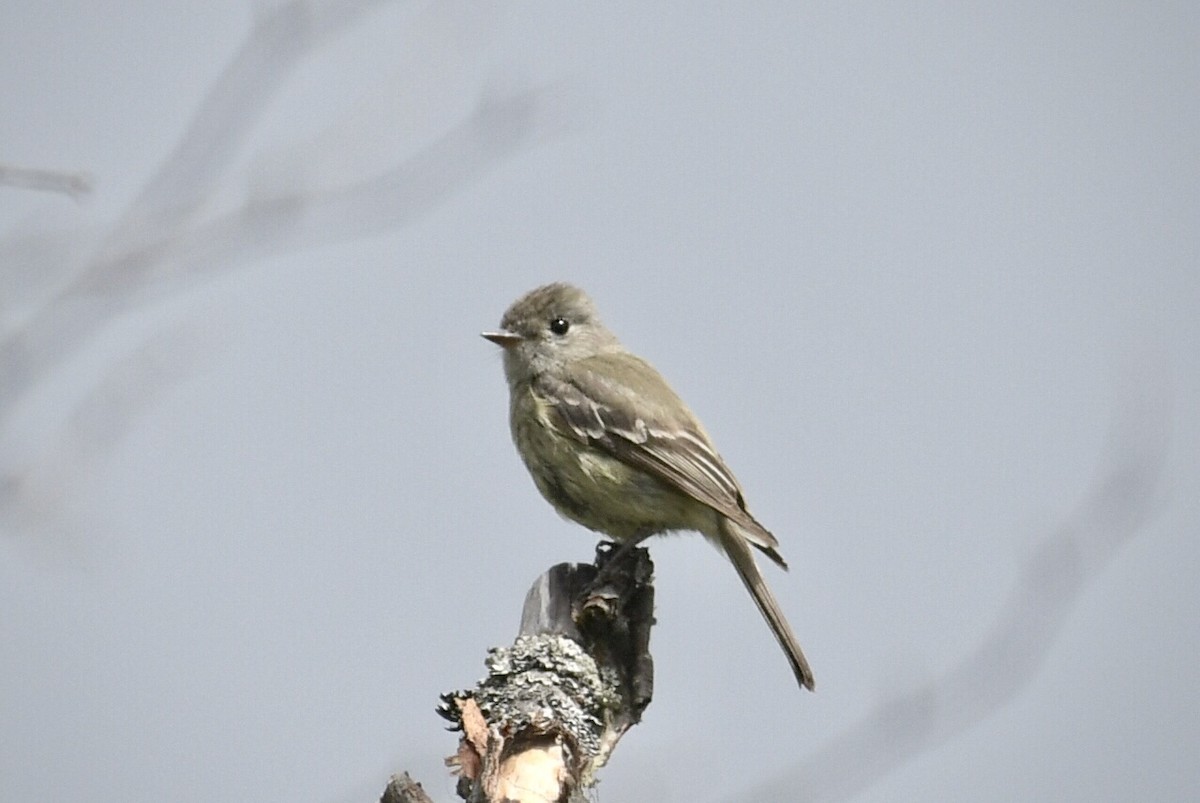 Hammond's Flycatcher - ML638421825