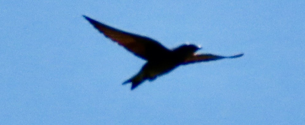 Purple Martin - ML638421826