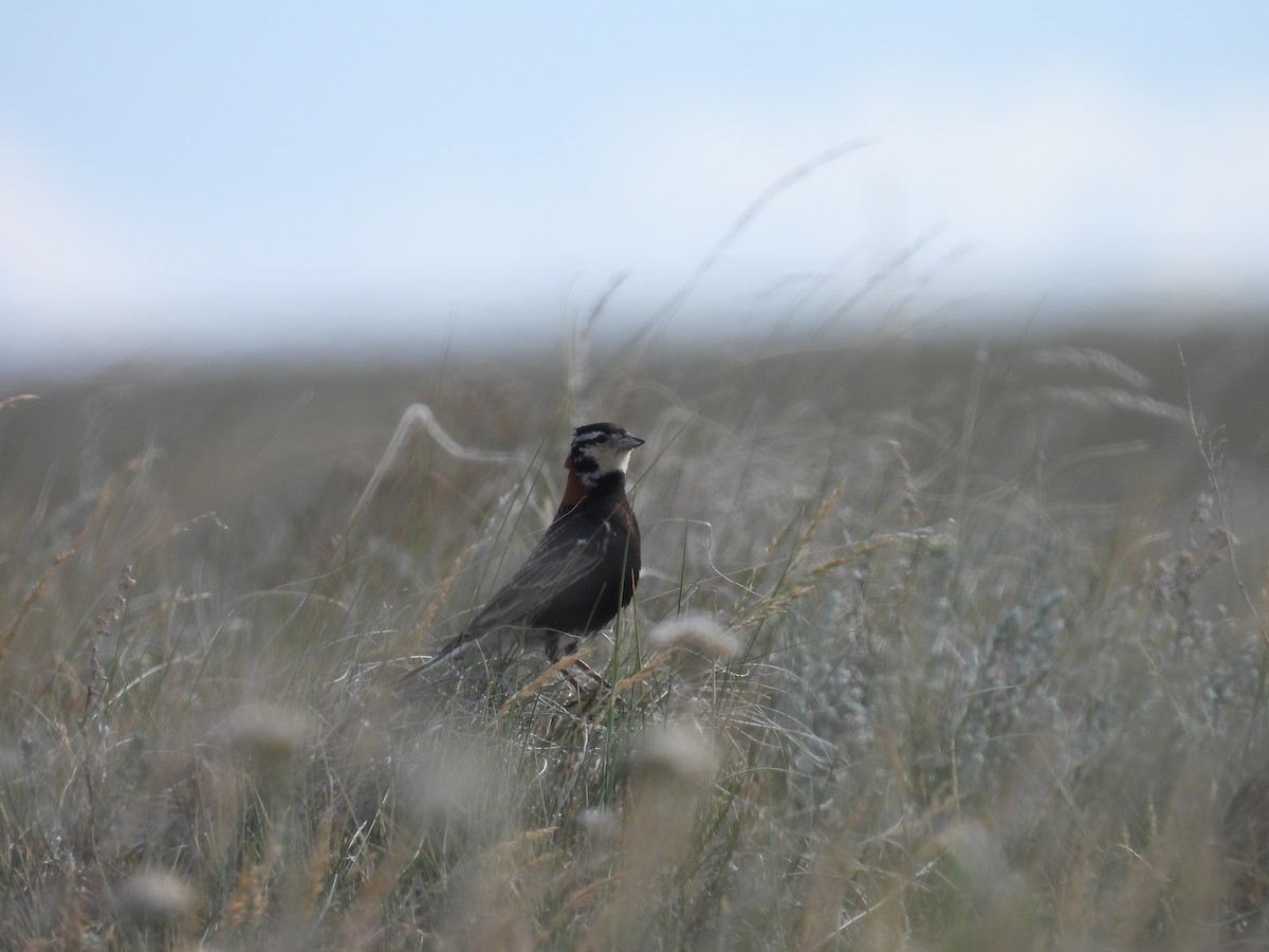Chestnut-collared Longspur - ML638421850