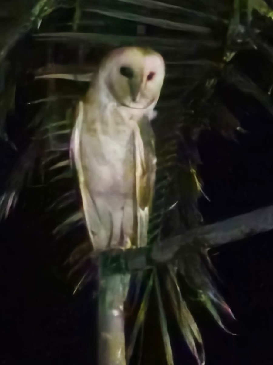 American Barn Owl - ML638421863