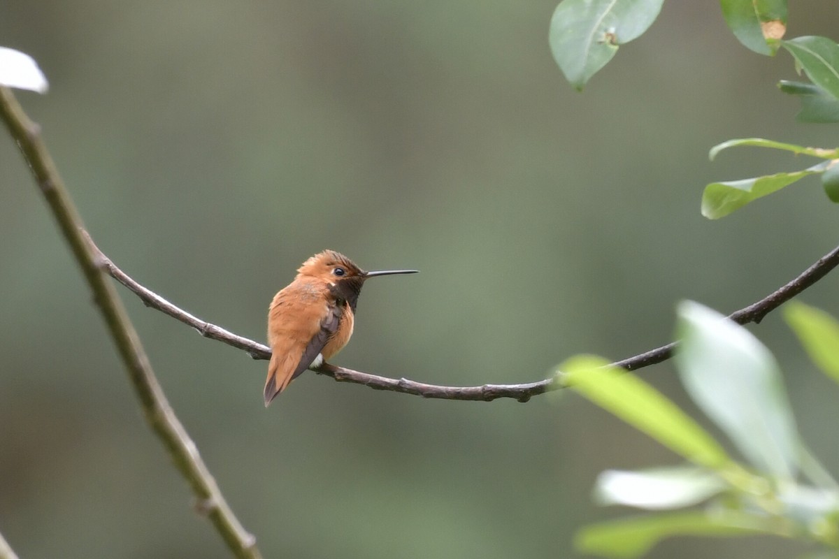 Rufous Hummingbird - ML638421865