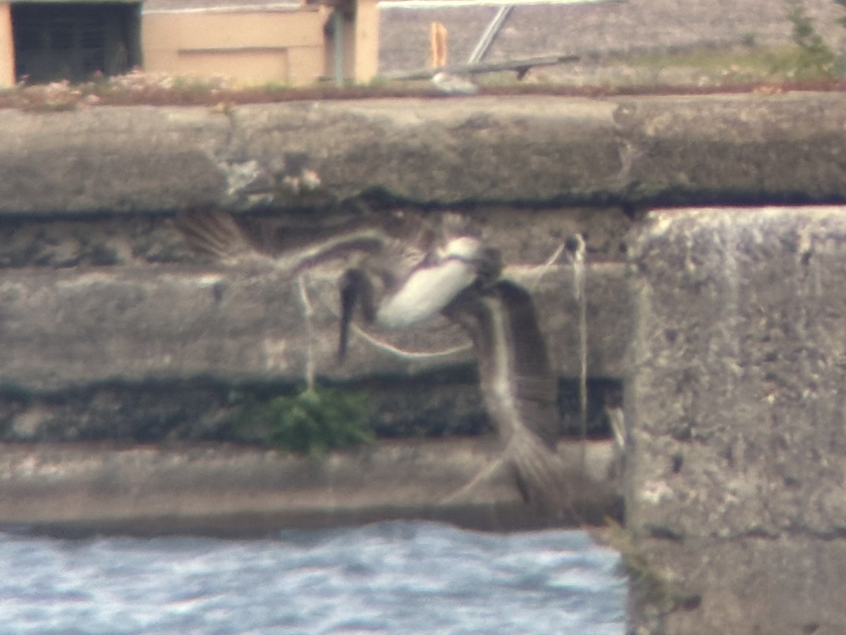 Brown Pelican - ML638421866