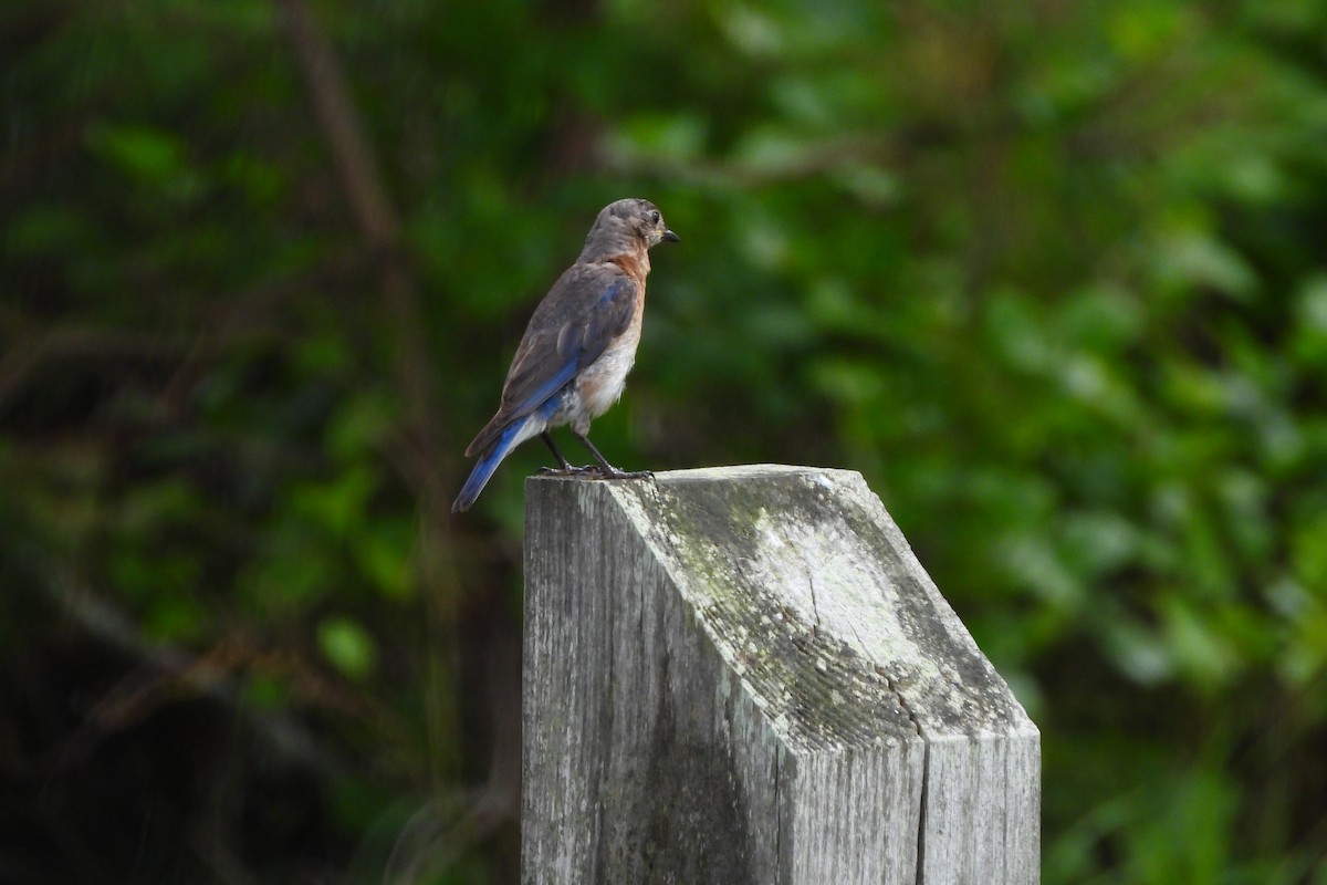 Eastern Bluebird - ML638421898