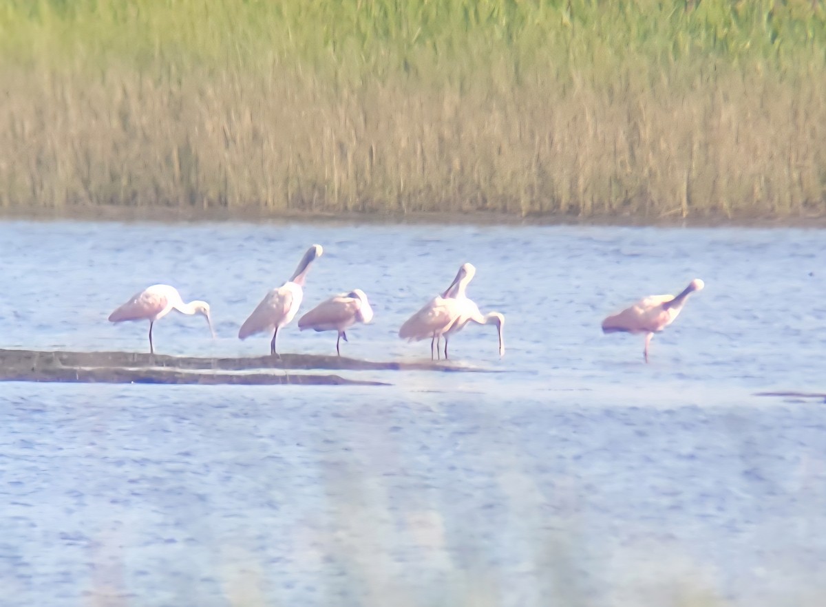 Roseate Spoonbill - ML638421914