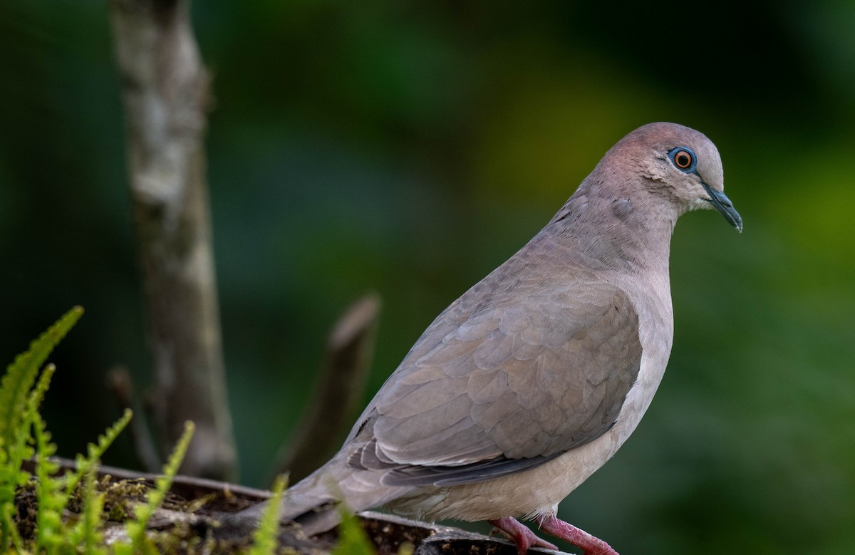 White-tipped Dove - ML638421915
