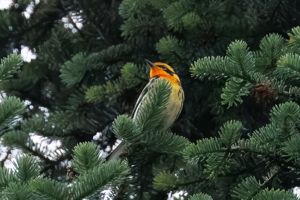 Blackburnian Warbler - ML638421917