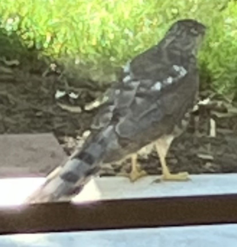 Cooper's Hawk - ML638421921