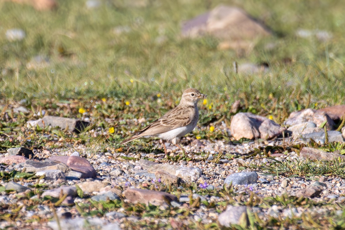 Hume's Lark - ML638421929