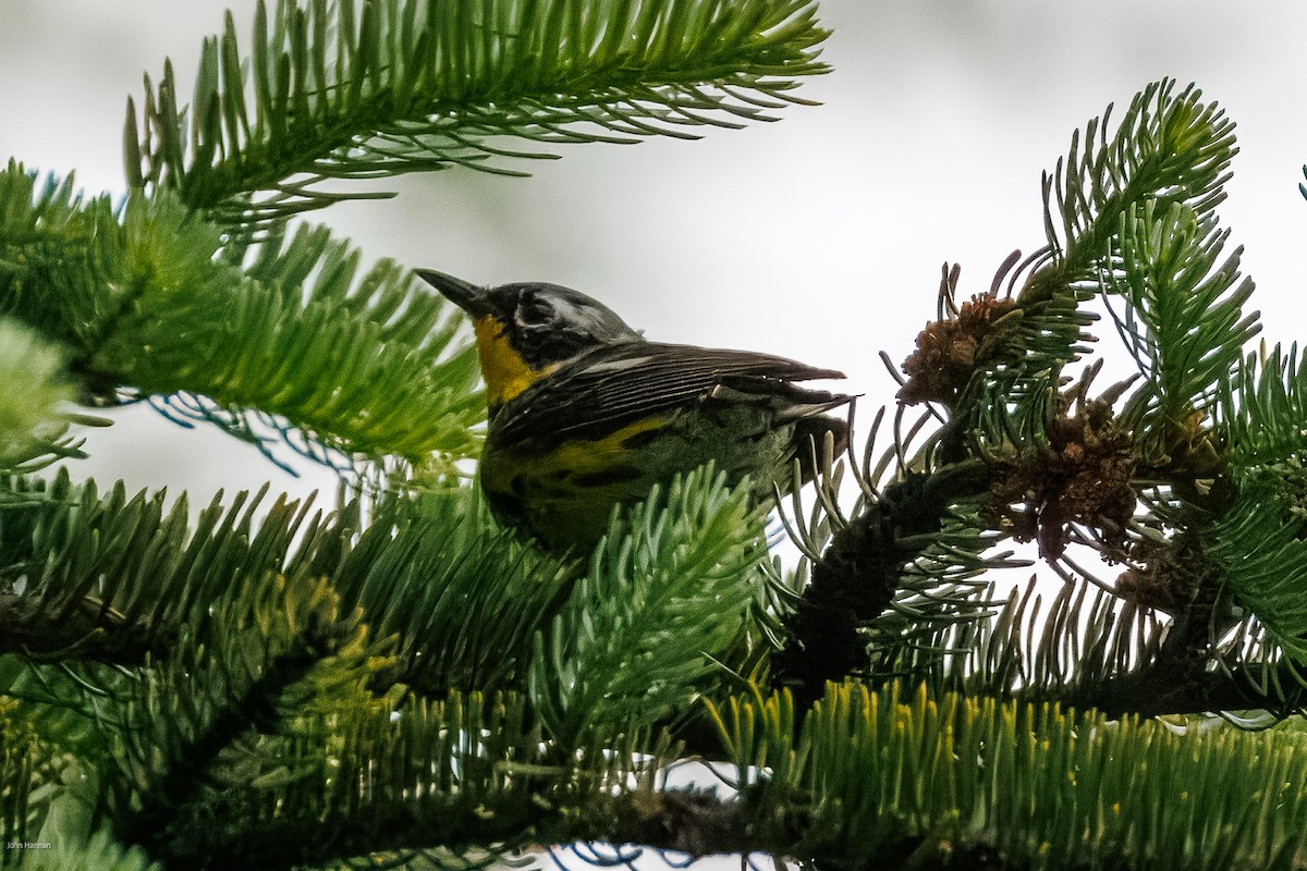 Magnolia Warbler - ML638421939