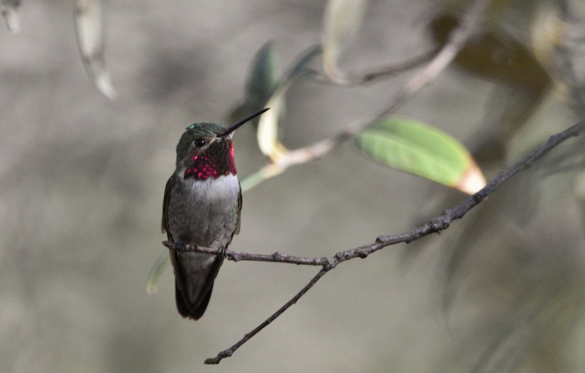 Broad-tailed Hummingbird - ML638421941