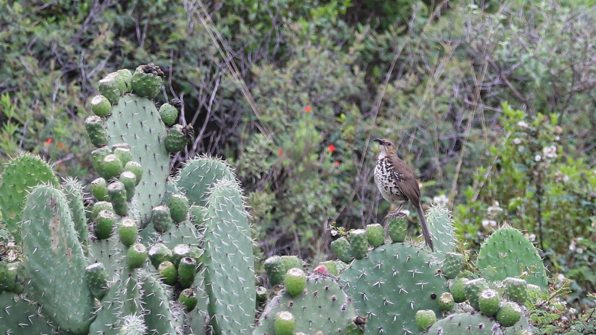 Ocellated Thrasher - ML638421947