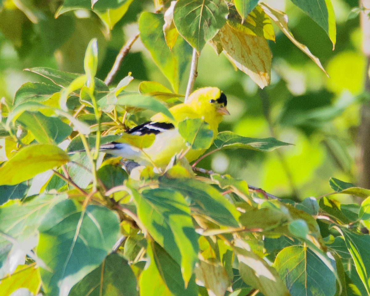 American Goldfinch - ML638421996