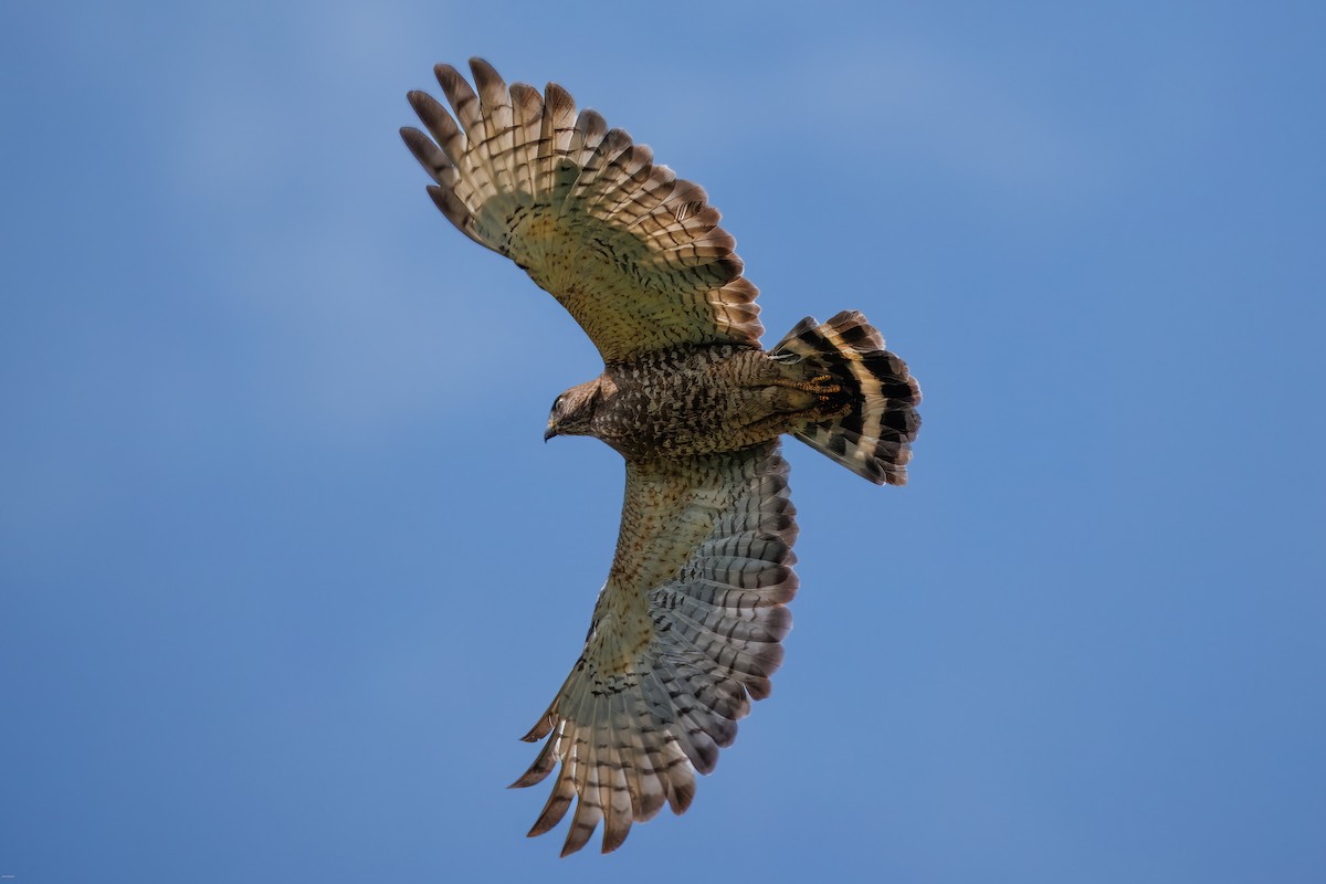 Broad-winged Hawk - ML638422000
