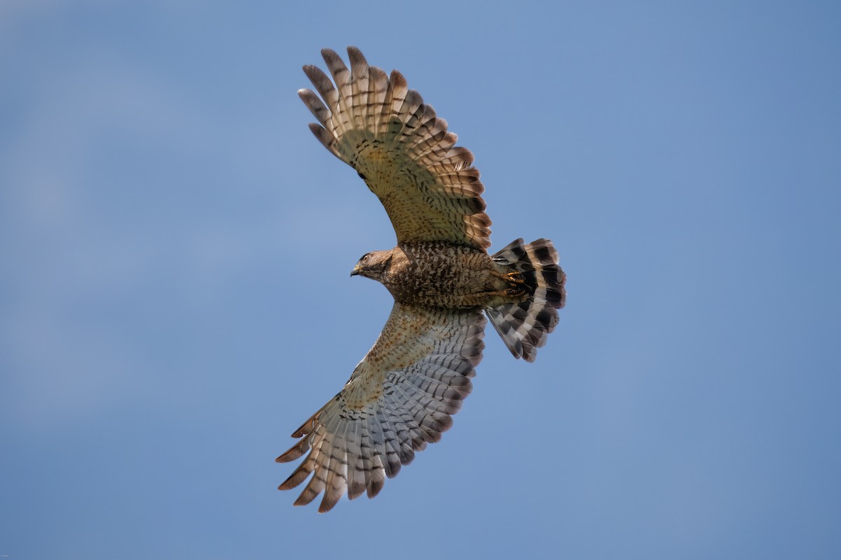 Broad-winged Hawk - ML638422001