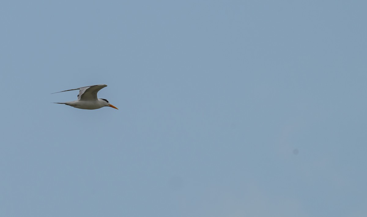 Эгэл хараалай - ML638422005