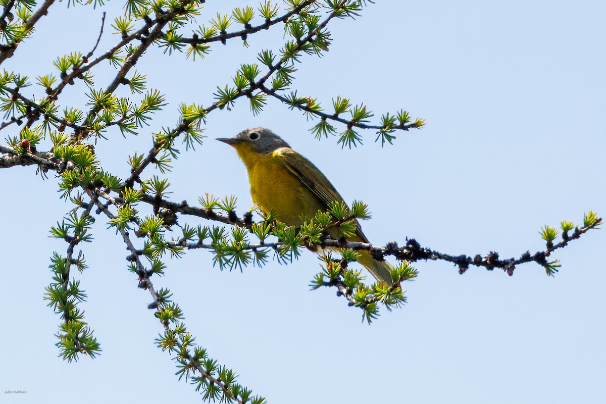 Nashville Warbler - ML638422015