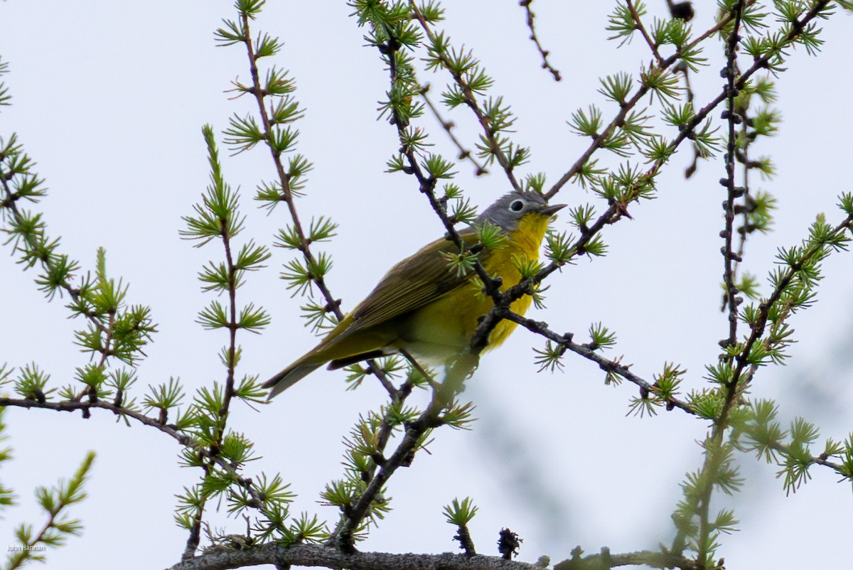 Nashville Warbler - ML638422016