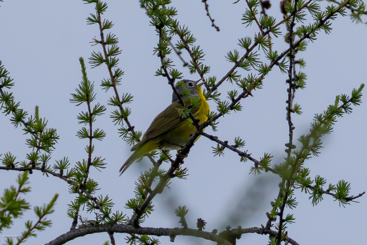 Nashville Warbler - ML638422017