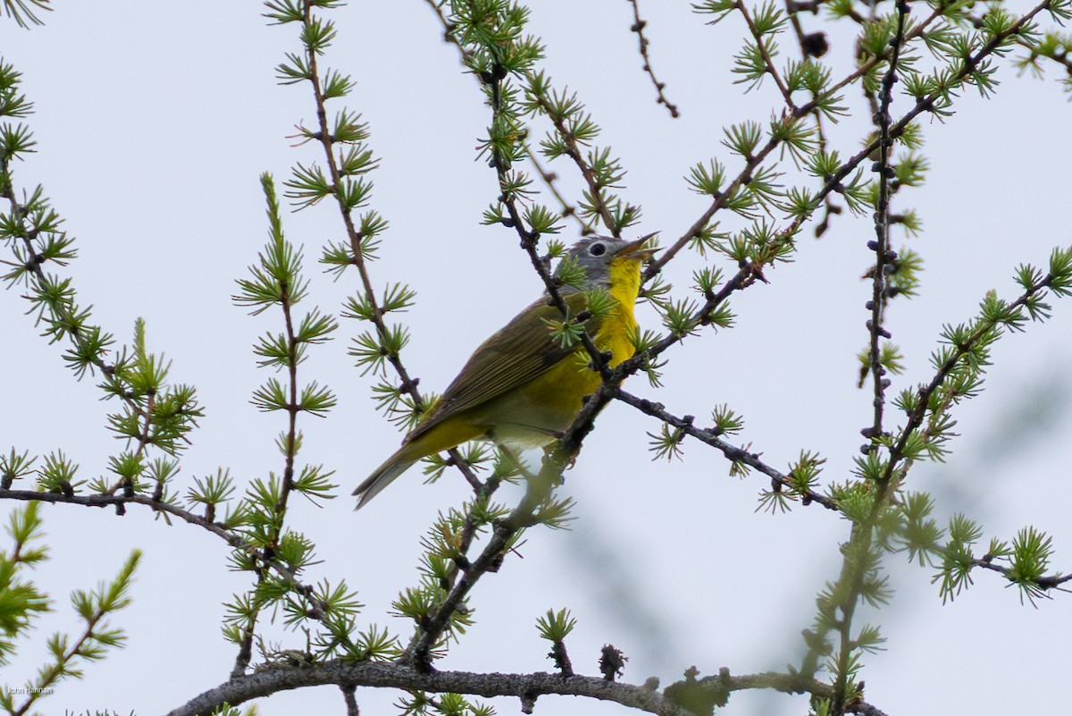 Nashville Warbler - ML638422018