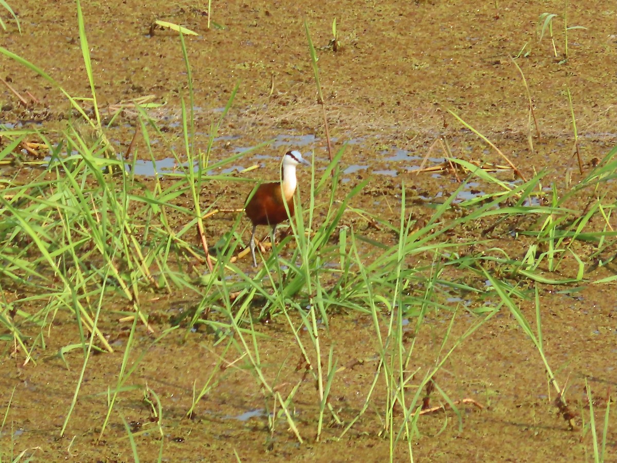 African Jacana - ML638422037